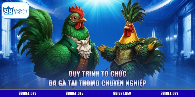 Quy trình tổ chức đá gà tại Thomo chuyên nghiệp 