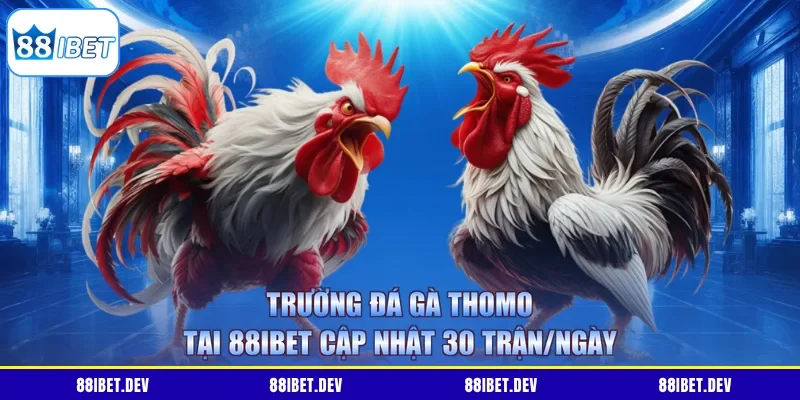 Trường đá gà Thomo tại 88IBET cập nhật 30 trận/ngày